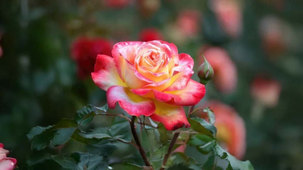 Tuoksuvat ruusut - Blomea.fi