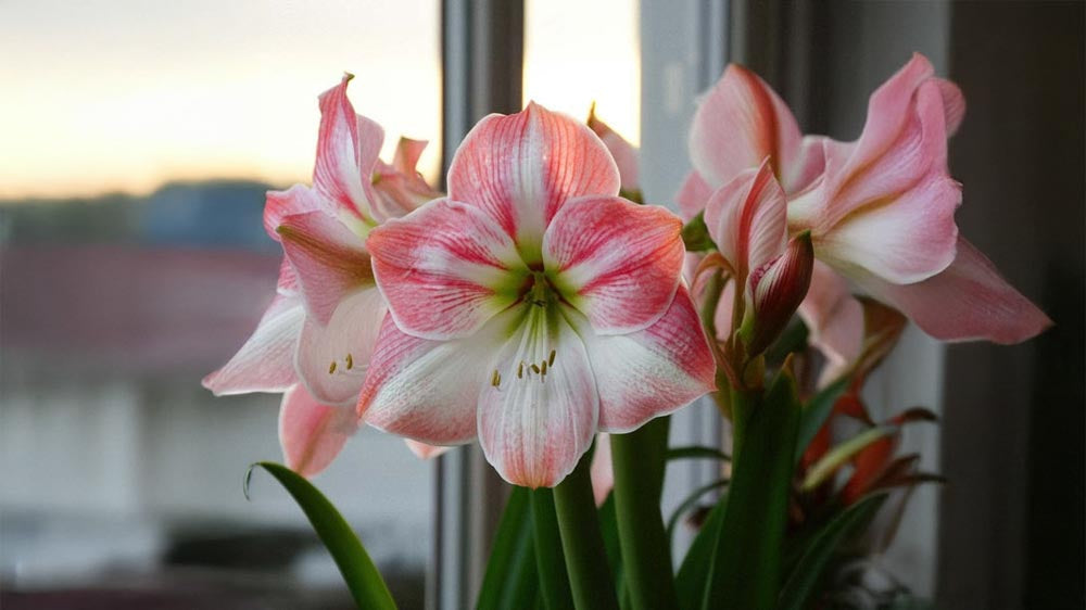 Vaaleanpunainen amaryllis - Blomea.fi