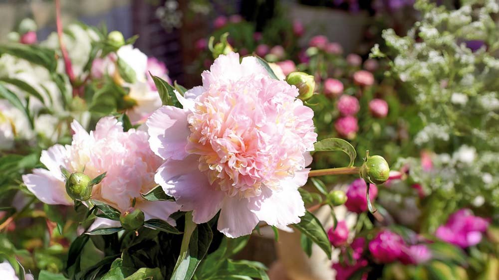 Vaaleanpunaiset perennat - Blomea.fi