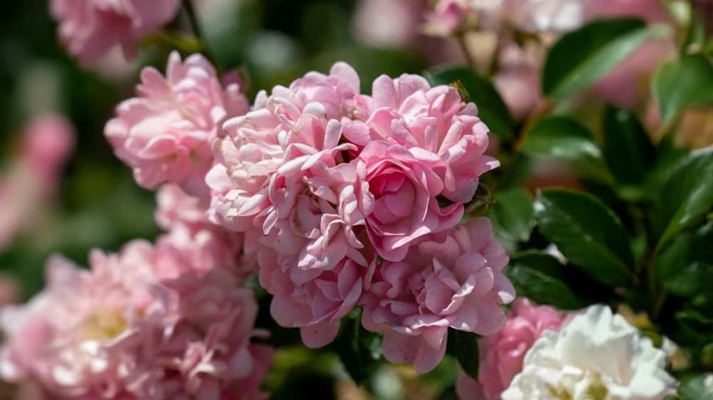 Vaaleanpunaiset ruusut - Blomea.fi