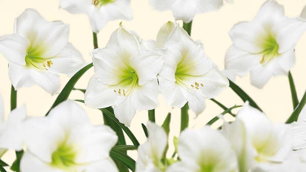 Valkoinen amaryllis - Blomea.fi