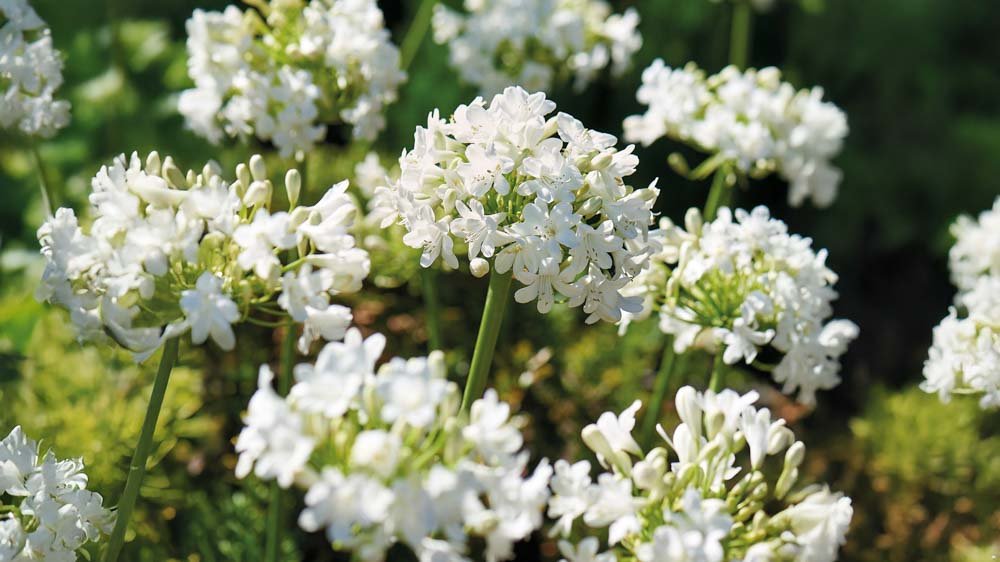 Valkoiset agapanthus - Blomea.fi