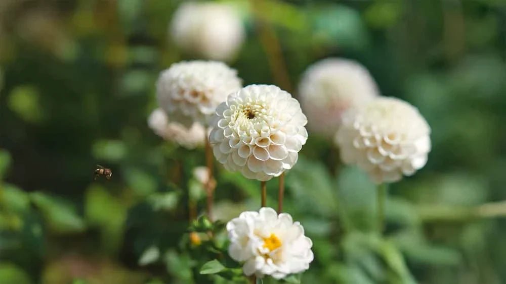 Valkoiset daaliat - Blomea.fi