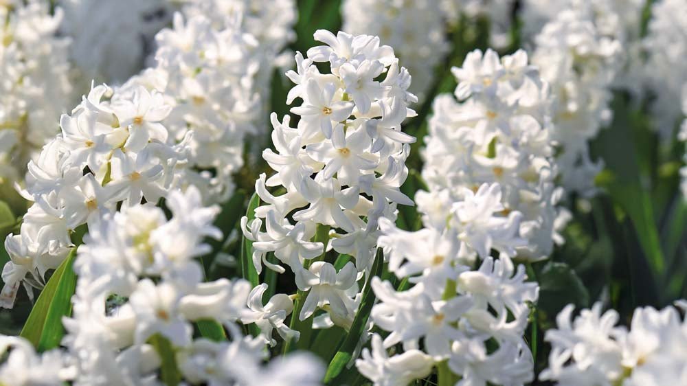 Valkoiset hyasintit - Blomea.fi