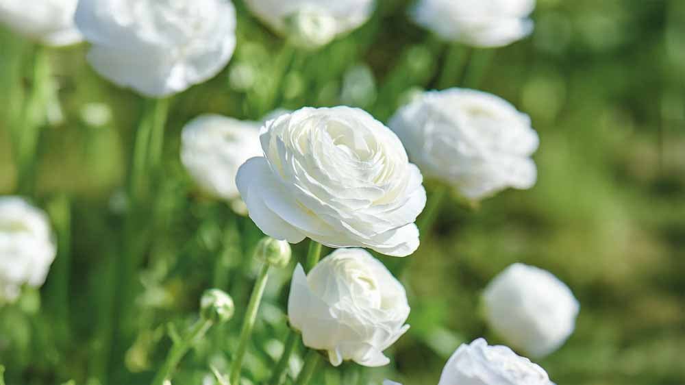 Valkoiset kesäkukat - Blomea.fi