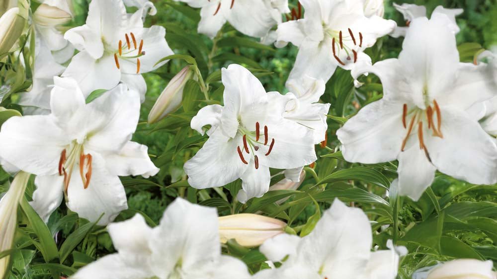 Valkoiset liljat - Blomea.fi