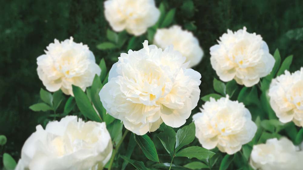 Valkoiset perennat - Blomea.fi