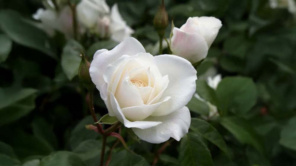 Valkoiset ruusut - Blomea.fi