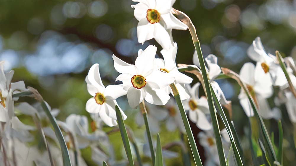 Valkonarsissit - Blomea.fi