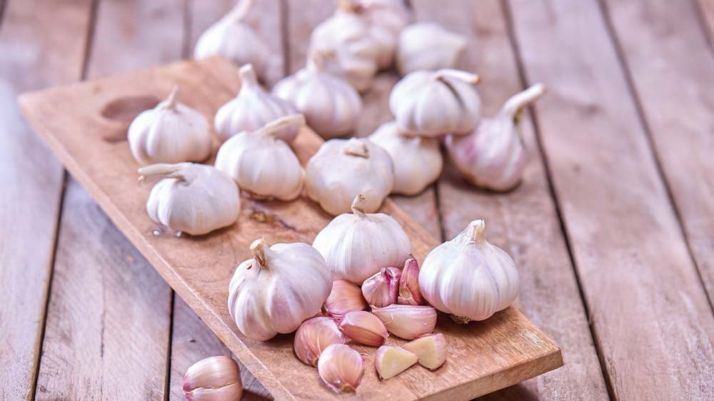 Valkosipulit - Blomea.fi