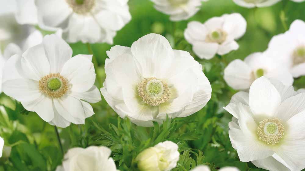 Valkovuokot - Blomea.fi