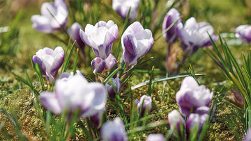 Kevätkrokus