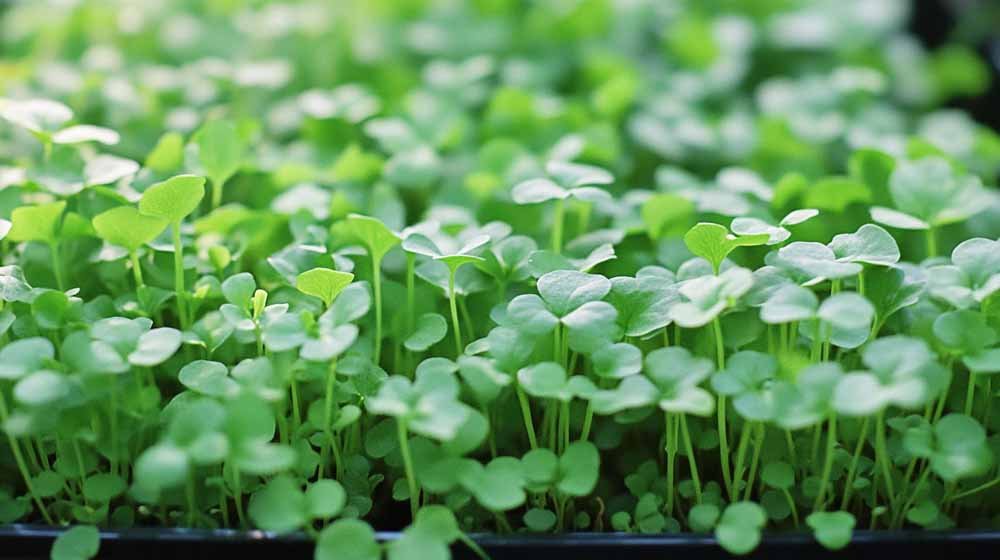 Vesikrassin siemenet - Blomea.fi