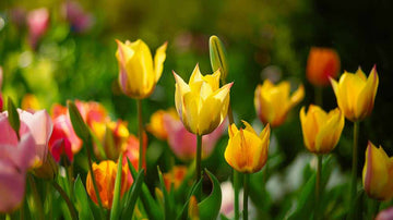 Villit tulppaanit