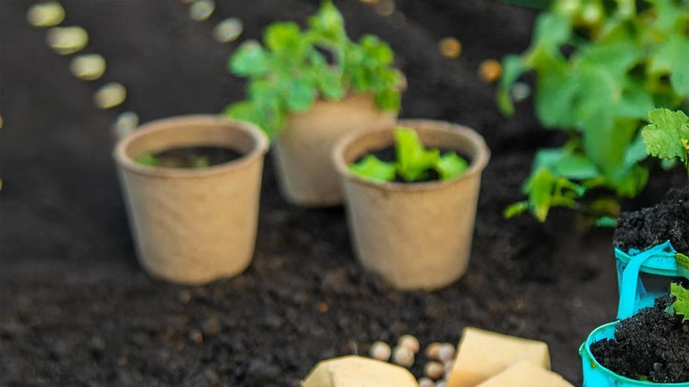 Viljely ja hoito - Blomea.fi