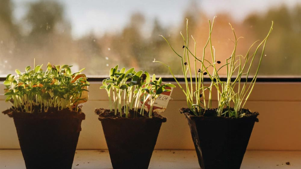 Viljelysarjat - Blomea.fi