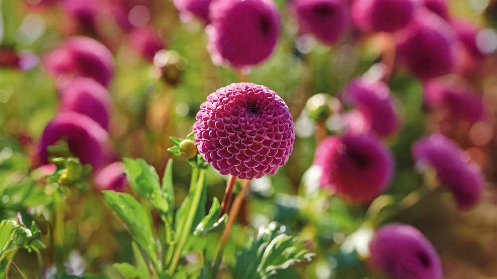 Violetit daaliat - Blomea.fi