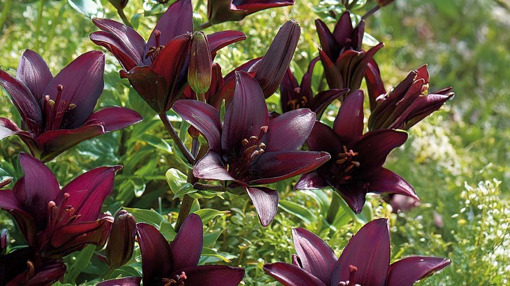 Violetit liljat - Blomea.fi