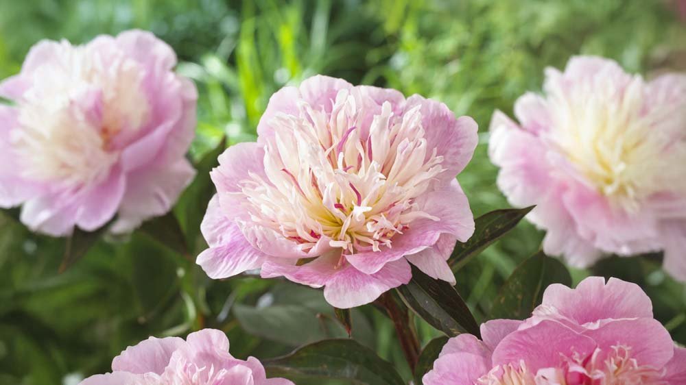 Violetit perennat - Blomea.fi