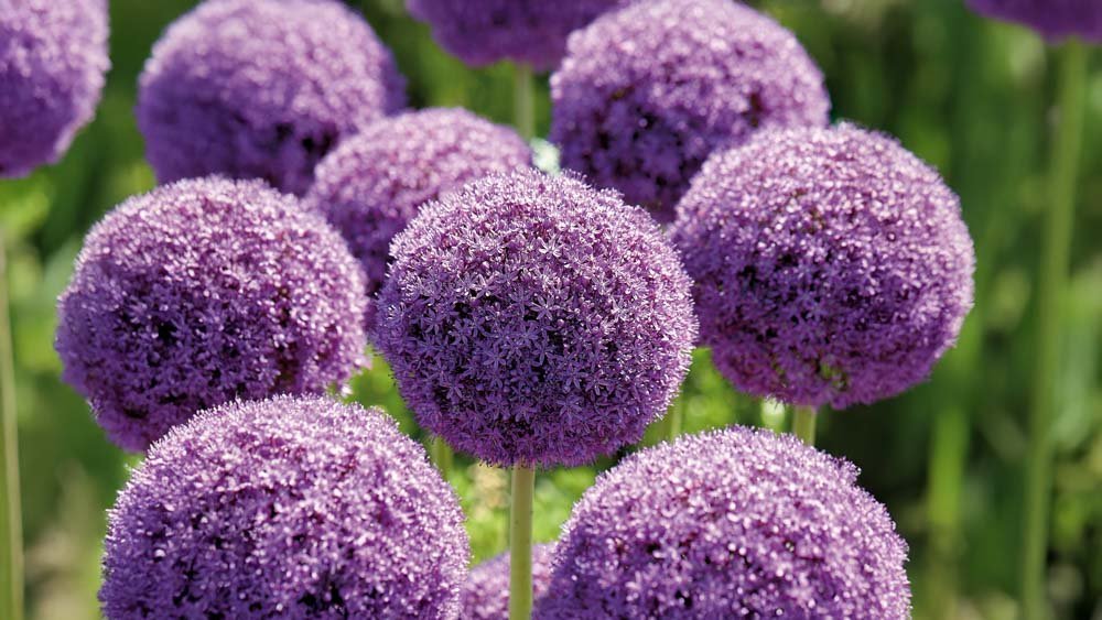 Violetti allium - Blomea.fi