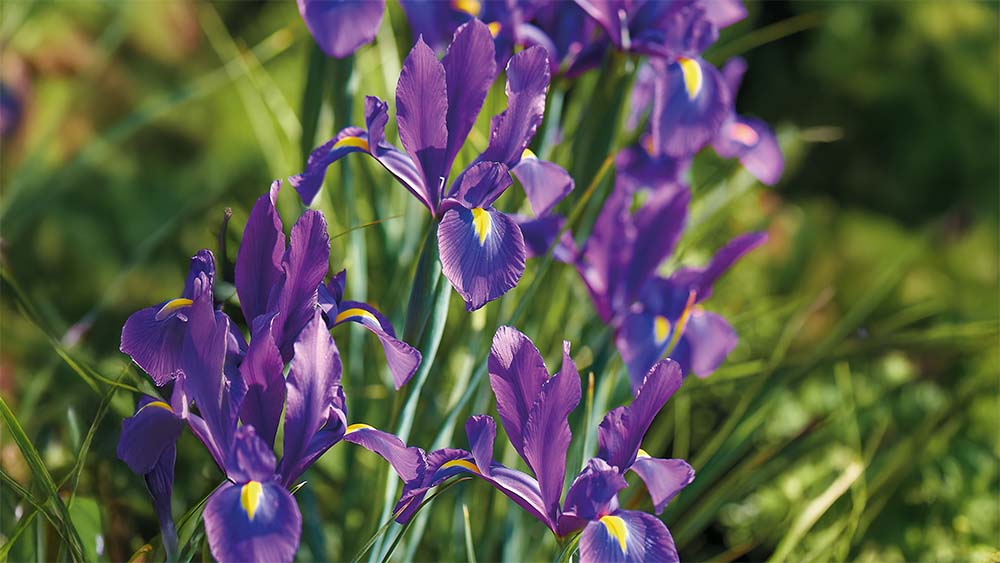 Violetti kurjenmiekka - Blomea.fi