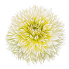 Hapsureunadaaliat
