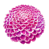 Pompondaaliat