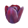 Tulppaanit
