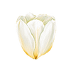 Tulppaanit