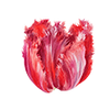 Tulppaanit