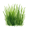 Nurmikon siemenet