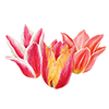 Tulppaanit