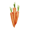 Vihannesten siemenet