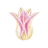 Tulppaanit