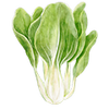 Pinaattikiinankaalin siemenet