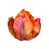 Tulppaanit