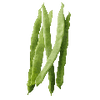 Ruusupavun siemenet