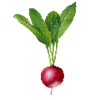Vihannesten siemenet