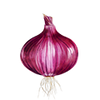Punasipulin siemenet