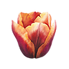 Tulppaanit