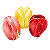 Tulppaanit