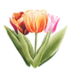 Tulppaanit