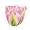 Tulppaanit