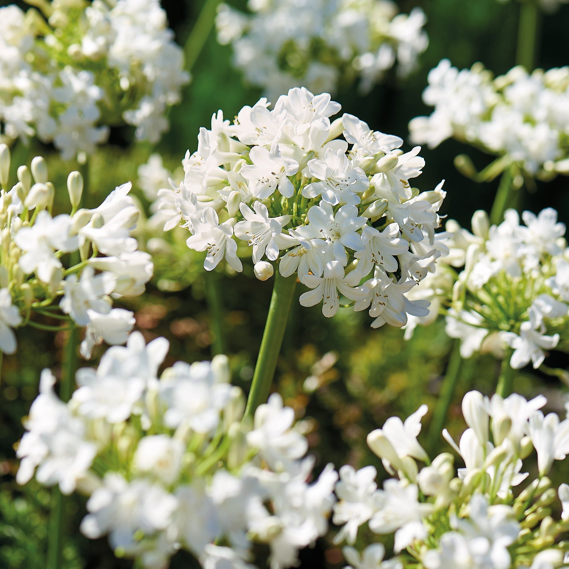 Afrikanlilja, Agapanthus 'Albus'