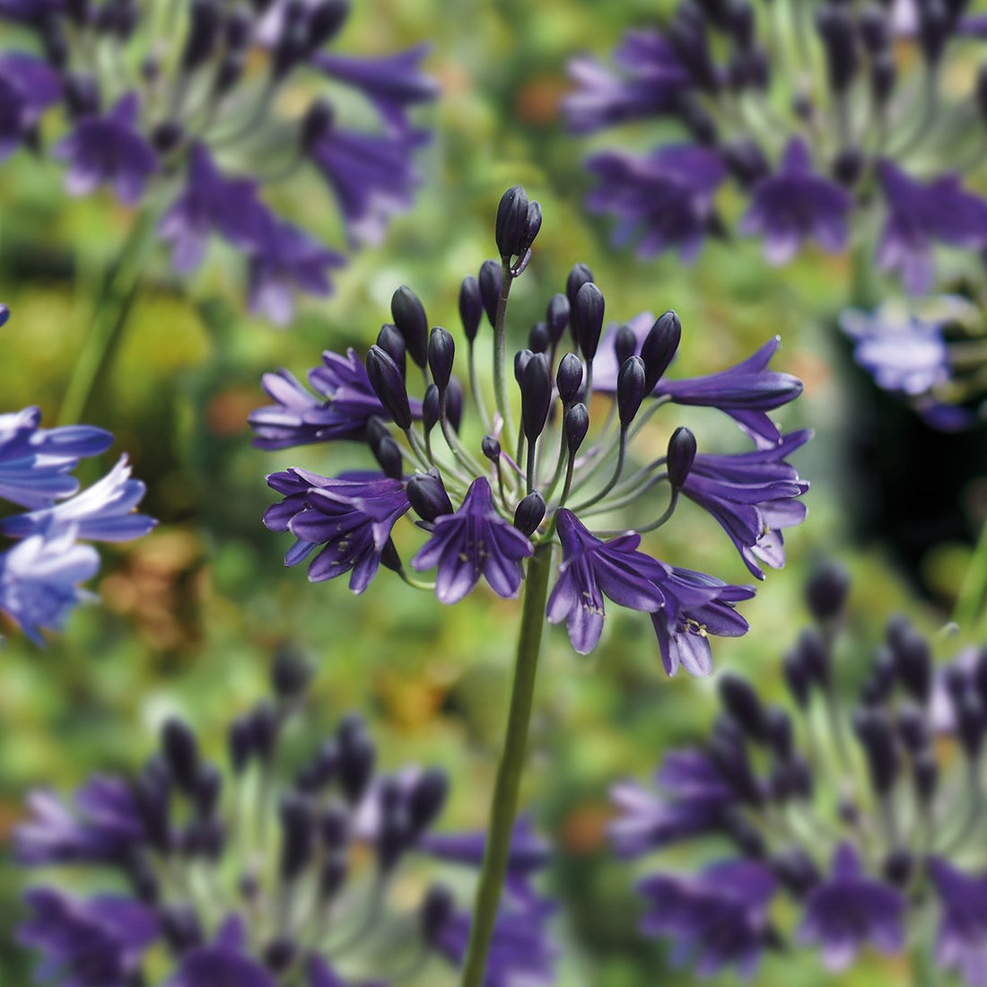 Afrikanlilja, Agapanthus 'Black Buddhist'