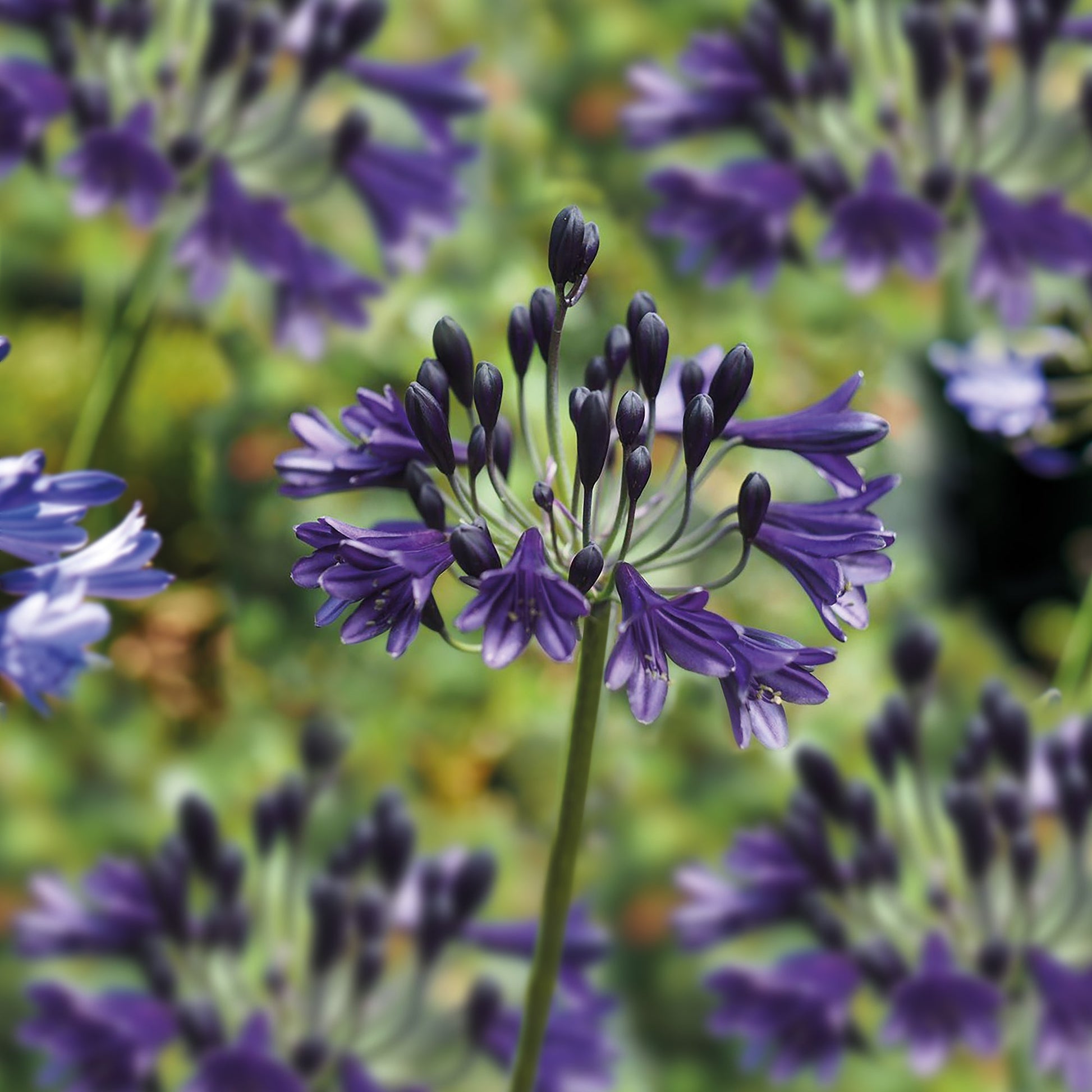 Afrikanlilja, Agapanthus 'Black Buddhist'