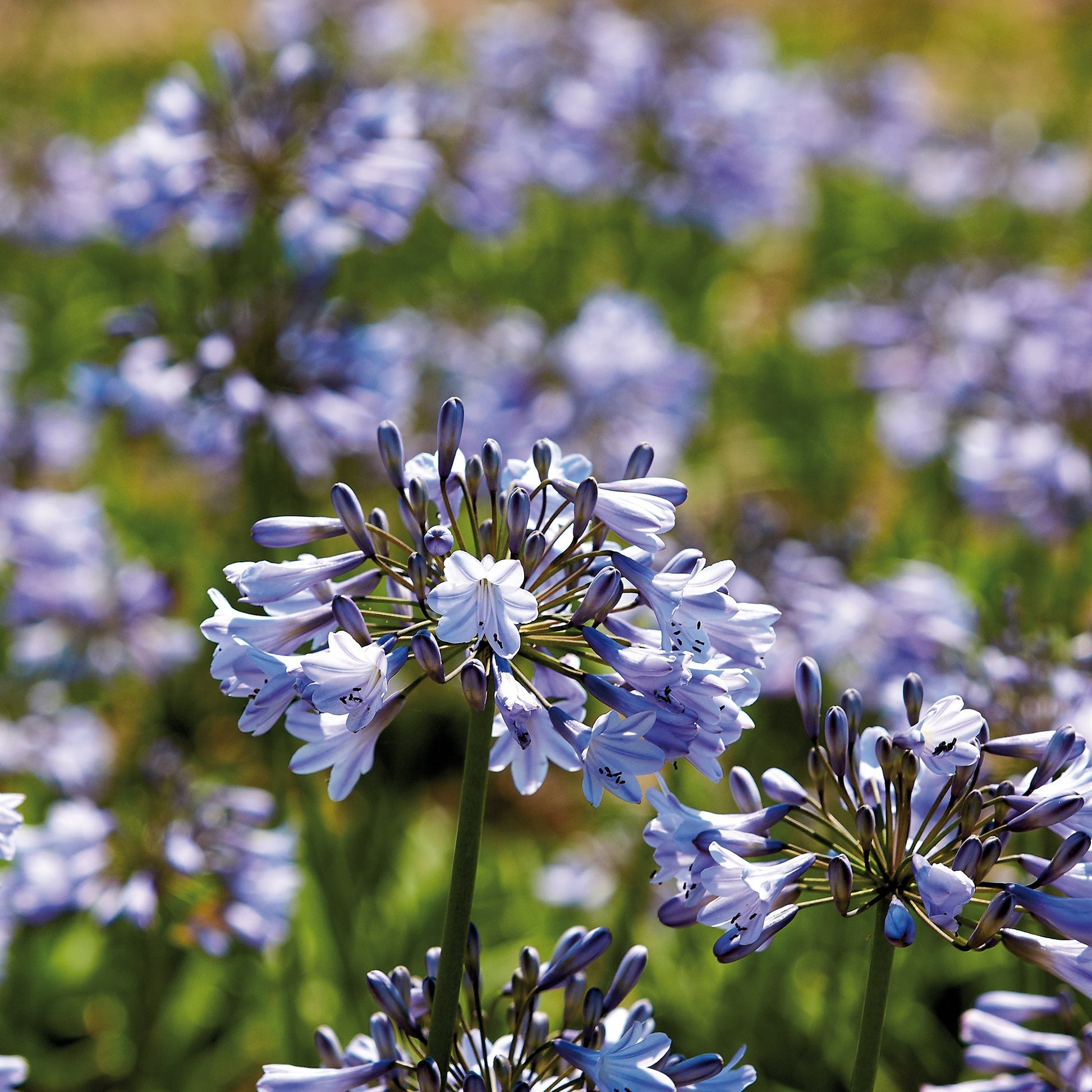 Afrikanlilja, Agapanthus 'Donau'