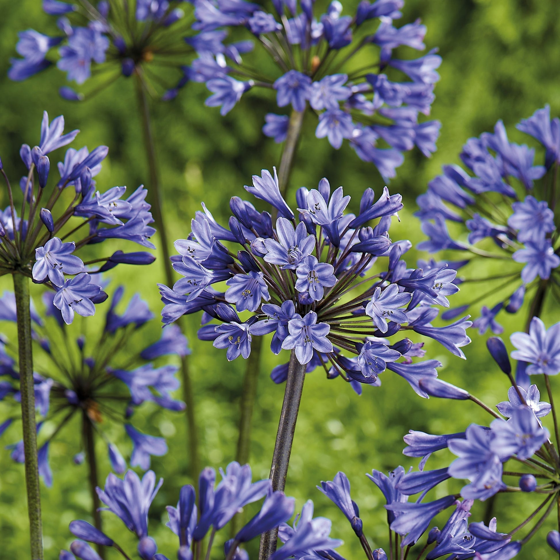 Afrikanlilja, Agapanthus 'Intermedia'