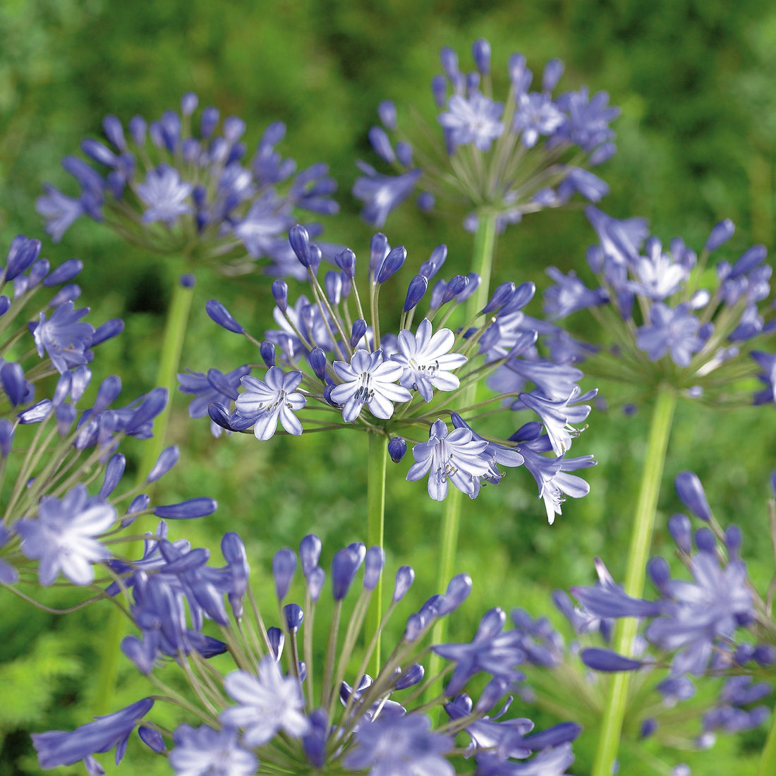 Afrikanlilja, Agapanthus 'Pacific Ocean'