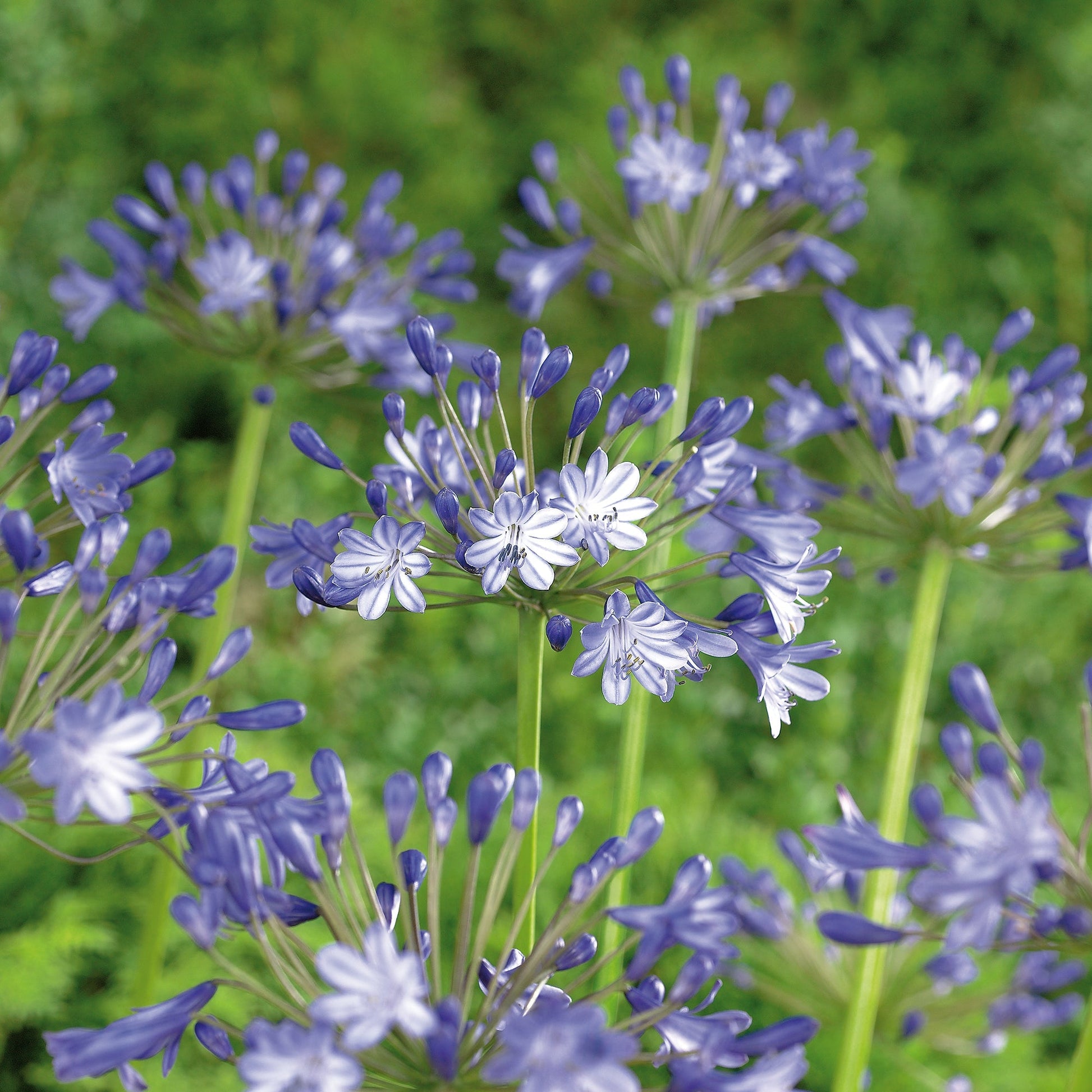 Afrikanlilja, Agapanthus 'Pacific Ocean'